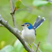 なつめ