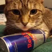 ねこの画像
