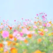 ✅価格交渉積極対応中✨かりん✨の画像