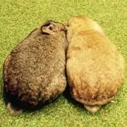 きりしまの画像