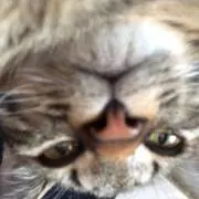 genの画像