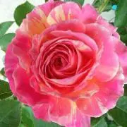 pink♡の画像