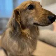 メルローの画像