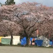 椿の画像