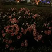 にゃの画像