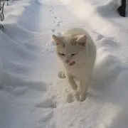 riの画像