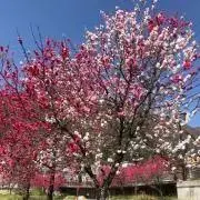 Bonoboの画像