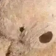 おむすびの画像