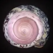るり子の画像