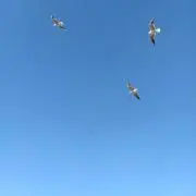 まめの画像