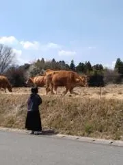 スモの画像