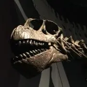 トミカの画像