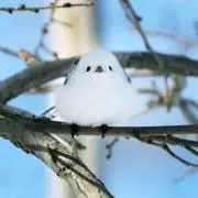 シマエナガの画像