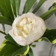 みづりんぐの画像
