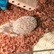 こう