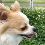 ナハナハ