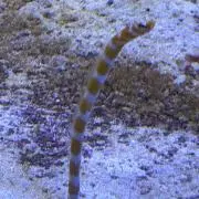 ウルルの画像