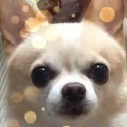 チャミチャミの画像