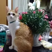 haru