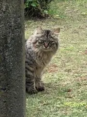 ごりんご