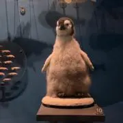 きうの画像