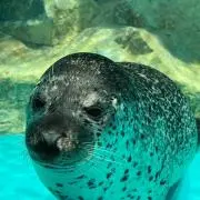 くまちゃんの画像