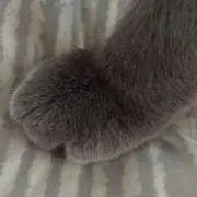 さやゴンの画像