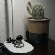 ゆれいの画像