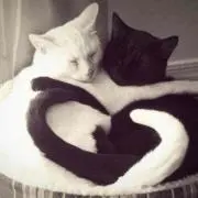 ノーバ