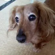みこたん  ☆プロフの確認お願いします☆の画像