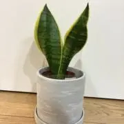 りりあん・:*+.断捨離中.:+の画像
