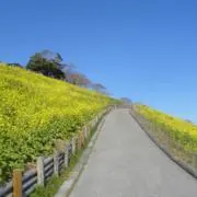 にわとりの画像