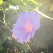 りんりんの画像
