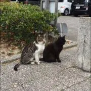 さかな好きの画像