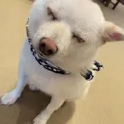 しのんの画像