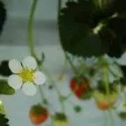 nishi1518の画像