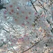 ハム☺︎の画像