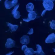 佐藤いろは