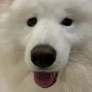 しなもんの画像