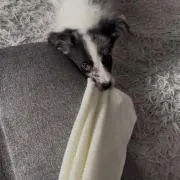 れい❕の画像