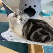 ★ニック★の画像