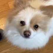 ちょこ