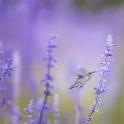 なっつの画像