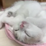 knkの画像