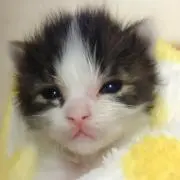 ちび猫