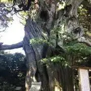 桜餅好き太郎
