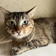 mihoの画像