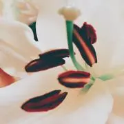 ろっぴ〜