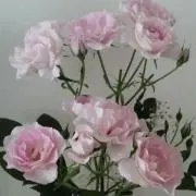 まりんの画像