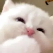 ぴちの画像